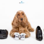 séance photo de grossesse avec chien Essonne (91)